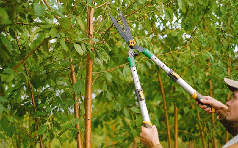Tree trimming in Coralville, IA