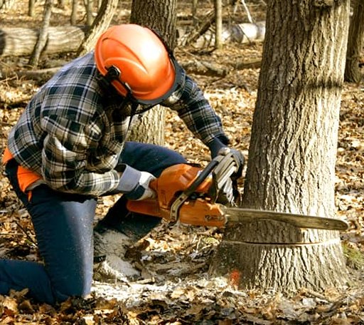 Tree Removal in Coralville, IA